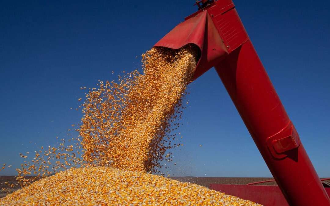 IBGE prevê safra recorde de grãos em 2022