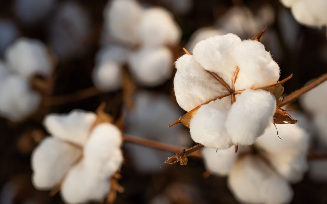 IBGE prevê aumento de 10% na safra de grãos em 2022 no país