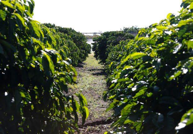 Exportação do agronegócio do Brasil registra recorde de US$10,5 bi para fevereiro