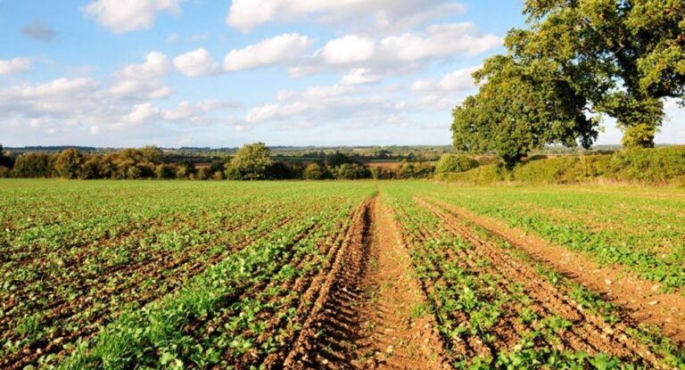 IEA: superávit da balança comercial do agronegócio paulista cresce 28,6% até maio