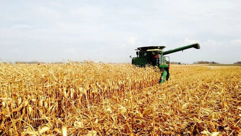 Paraná deve produzir 14 milhões de toneladas de milho safrinha, estima Deral; veja balanço