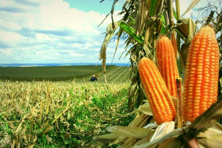 Brasil terá a maior colheita de grãos da história e deve dobrar produção