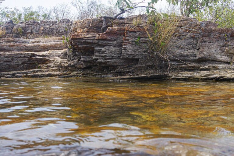 Indústria brasileira participa da COP15 e defende metas para a biodiversidade