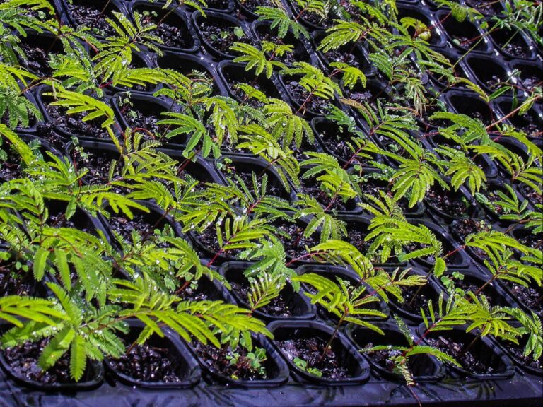 Na COP15, indústria brasileira discute iniciativas em bioeconomia