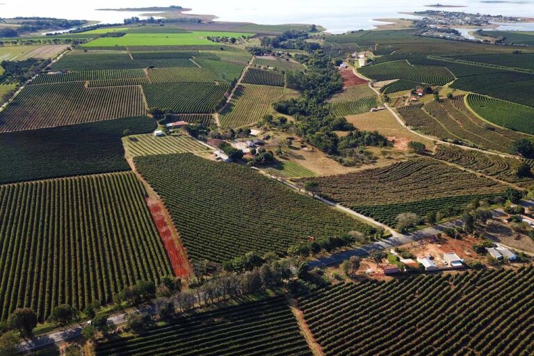 PIB do Paraná cresce e principal destaque é o desempenho do agronegócio