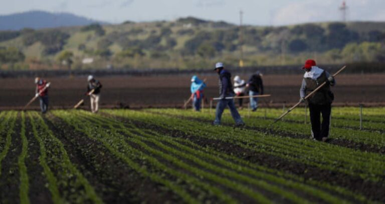 Agronegócio: De grão em grão, o Brasil caminha para ser o número um