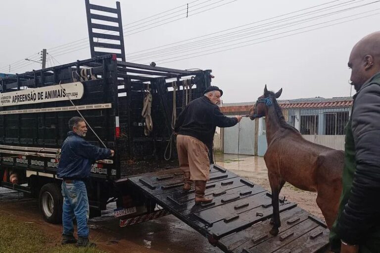 Pelotas proíbe transporte de materiais de construção em veículos de tração animal