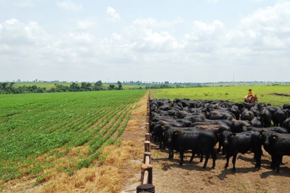 Governo estima valor bruto da produção agropecuária em R$ 603 bilhões